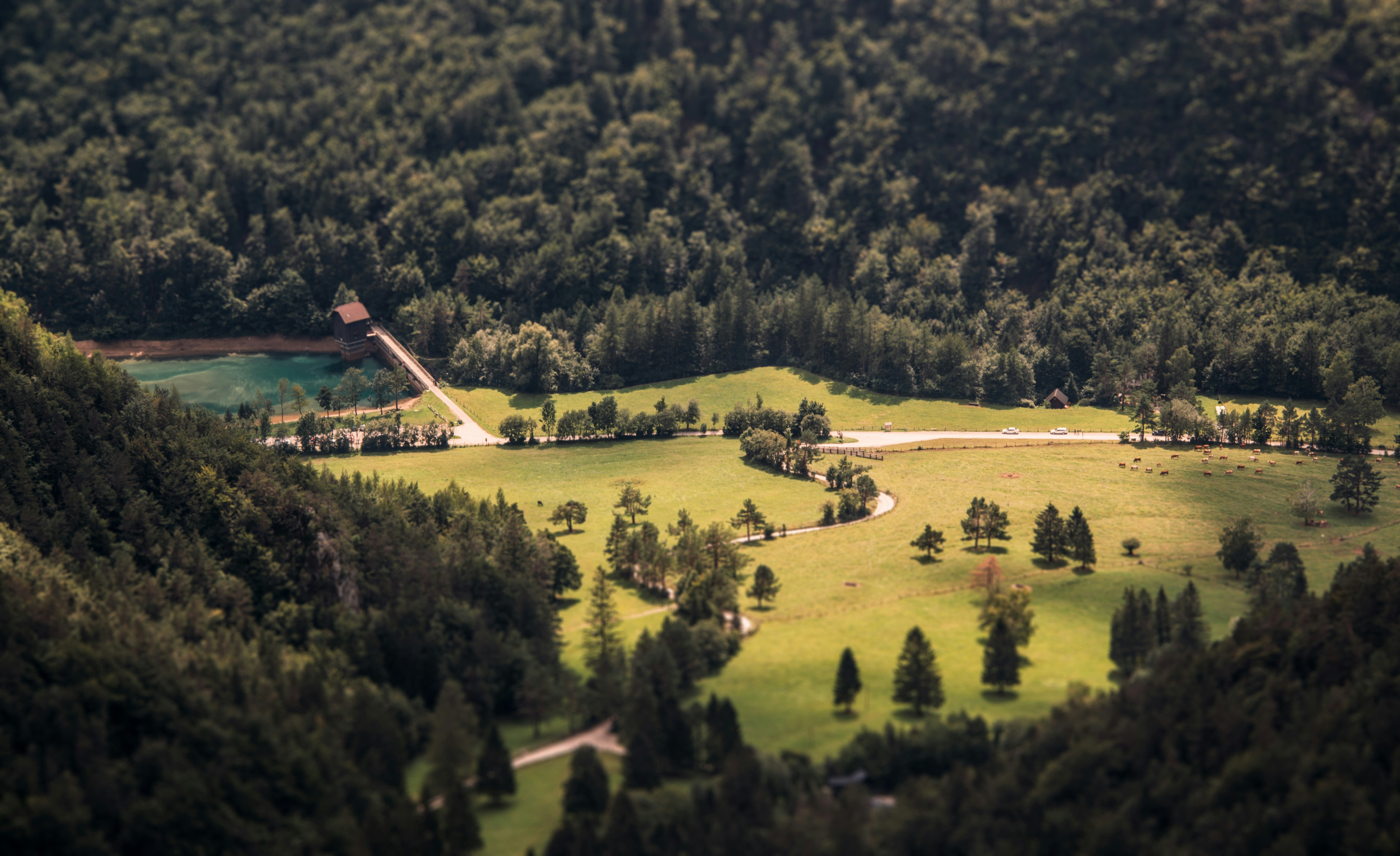 green forest during daytime